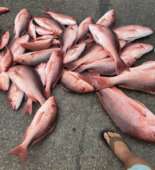 Sun, sea, and the perfect Red Snapper catch in FL